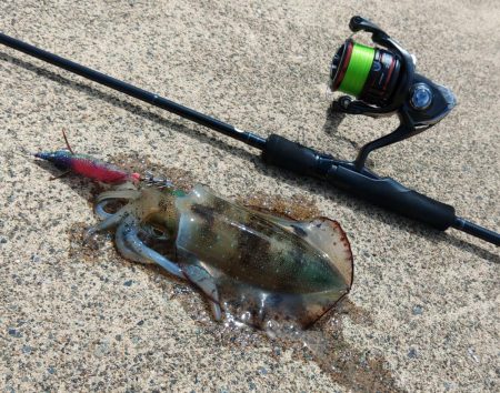 今年のアオリイカは成長が早い